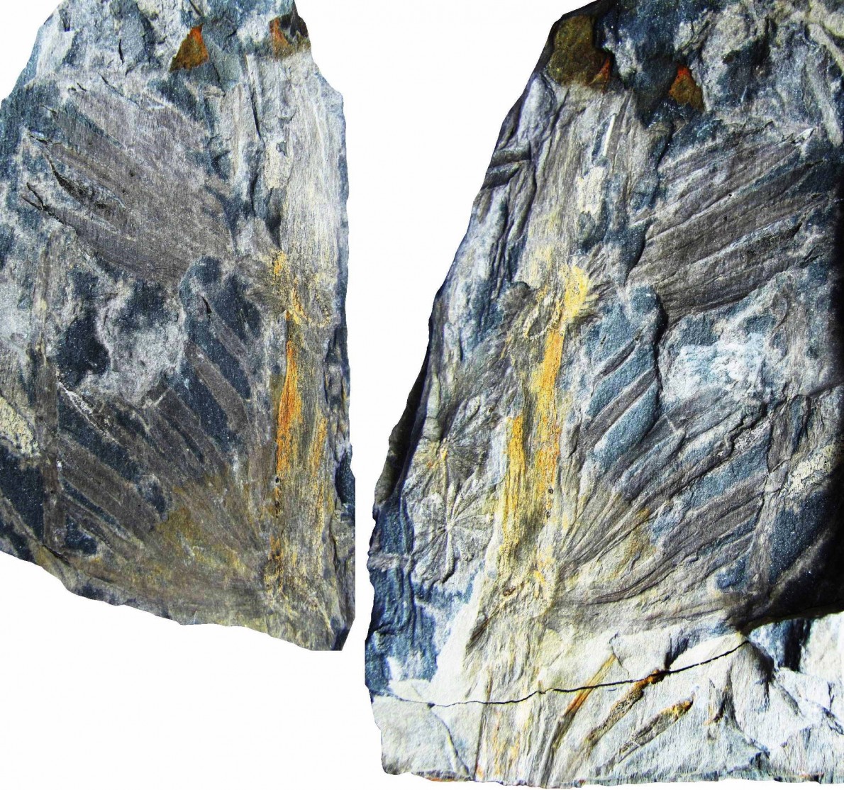 fóssil pedro Correia